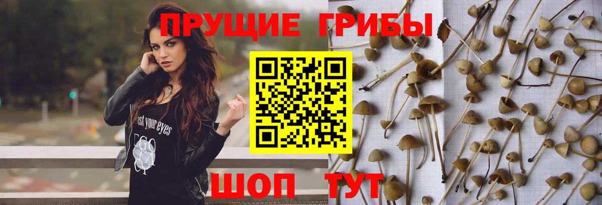 Ставрополь  Псилоцибиновые грибы ЛСД  Псилоцибиновые грибы MAGIC MUSHROOMS  купить закладку  Вход с VPN 